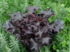 urawka Heuchera BLACKOUT